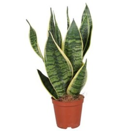 Sansevieria futura superba