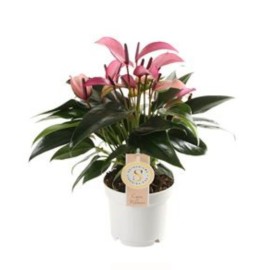 Anthurium andr. anzizo