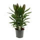 Cordyline glauca