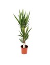 Yucca