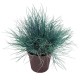 Festuca glauca 'Intense blue' - Graminée fétuque bleue