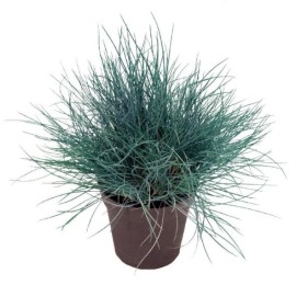 Festuca glauca 'Intense blue' - Graminée fétuque bleue