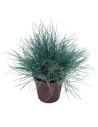 Festuca glauca  'Intense Blue' - Graminée fétuque bleue