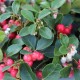 Gaultheria procumbens