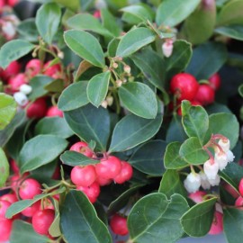 Gaultheria procumbens