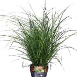 Miscanthus sinensis