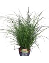 Miscanthus sinensis