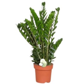 Zamioculcas zamiifolia smaragd