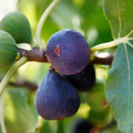 Ficus carica (figuier rouge)