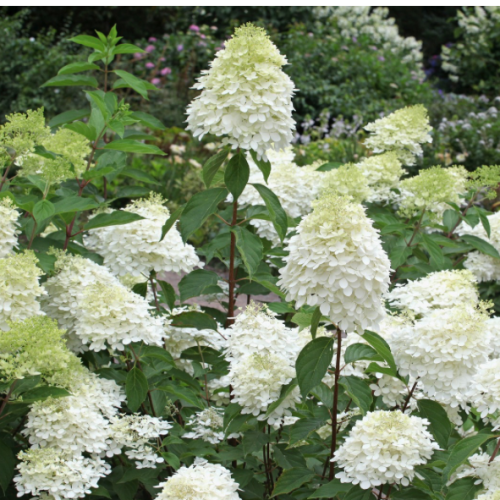 Hydrangea paniculata 'Bobo' - Hortensia paniculé