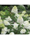 Hydrangea paniculata 'Bobo' - Hortensia paniculé