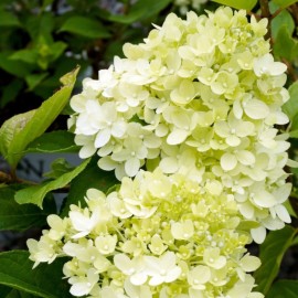 Hydrangea paniculata 'Magical Lime Sparkle' - Hortensia paniculé