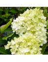 Hydrangea paniculata 'Magical Lime Sparkle' - Hortensia paniculé