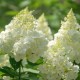 Hydrangea pan. Vanille Fraise