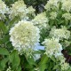 Hydrangea pan. Vanille Fraise