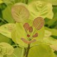 Cotinus coggygria 'Lemon Lady' - Arbre à perruque