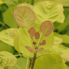 Cotinus coggygria golden lady (Perruquier, arbre à perruque)