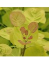 Cotinus coggygria 'Lemon Lady' - Arbre à perruque