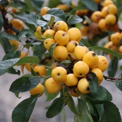 Malus robusta ´Yellow Siberian' - Pommier d’ornement