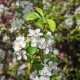 Malus robusta ´Yellow Siberian' - Pommier d’ornement