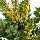 Mahonia x media Winter Sun - Mahonia