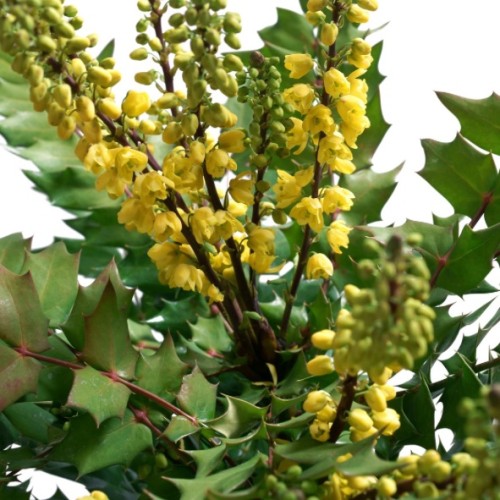 Mahonia aquifolium - Faux houx