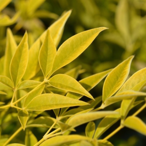 Nandina domestica 'Magic Lemon and Lime’ - Bambou sacré