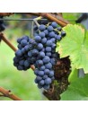 Vitis vinifera 'Frankenthaler’'- Vigne