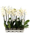Phalaenopsis 2 branches blanc