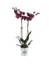 Phalaenopsis 2 branches montpellier