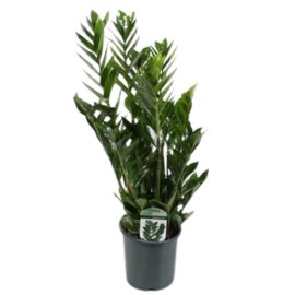 Zamioculcas zamiifolia smaragd