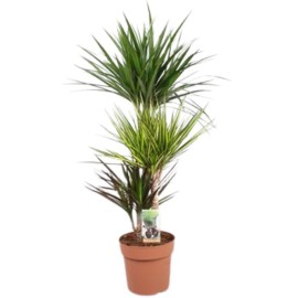 Dracaena carnaval