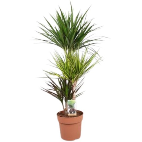 Dracaena