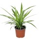 Chlorophytum (comosum)