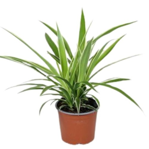 Chlorophytum (comosum)