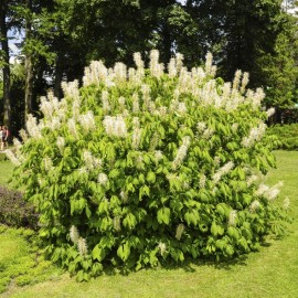 Aesculus parviflora