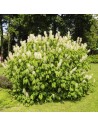 Aesculus parviflora