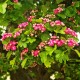 Clerodendron - Arbre du clergé