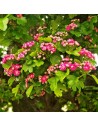 Crataegus media 'Paul's Scarlet'