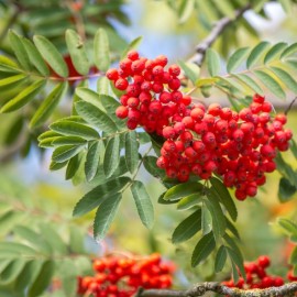 Sorbus aucuparia