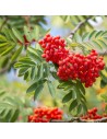 Sorbus aucuparia