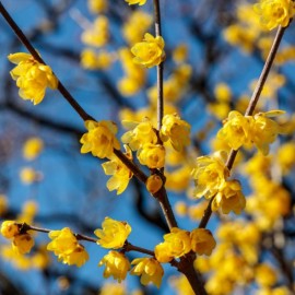 Chimonanthus praecox