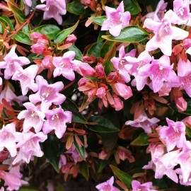 Abelia grandiflora