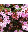 Abelia grandiflora 'Lynn Pinky Bells'