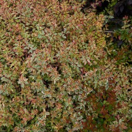 Abelia grandiflora'Pink Lady'