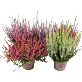 Calluna vulgaris ´Garden Girls’