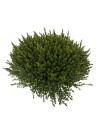 Hebe armstrongii 'Green Globe'