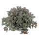 Sedum cauticolum