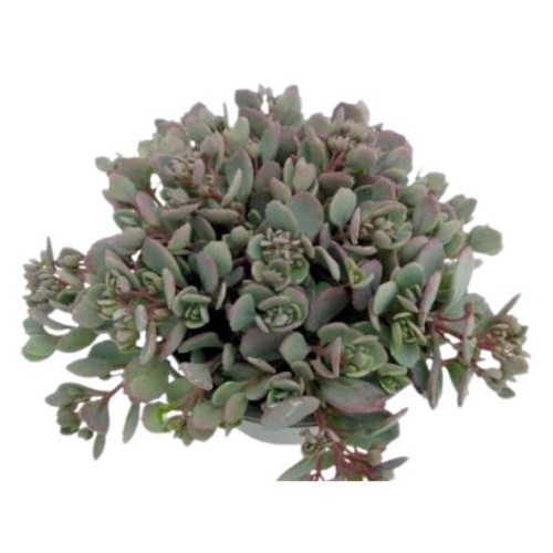 Sedum reflexum