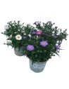 Aster dumosus 'La Vista'